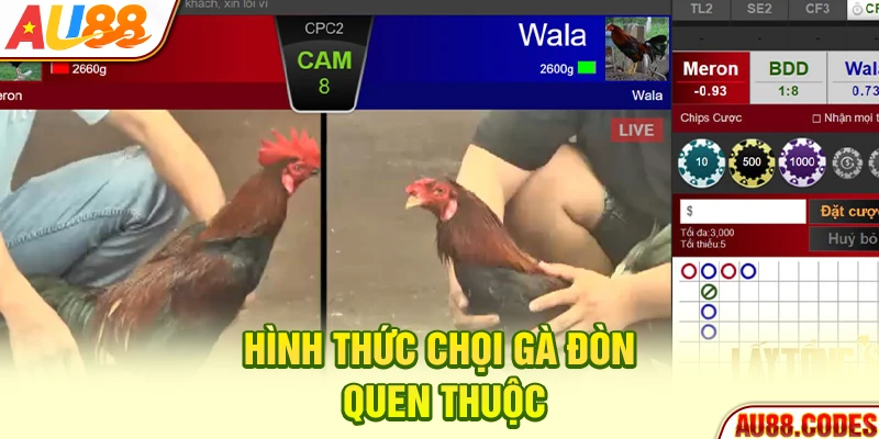 Hình thức chọi gà đòn quen thuộc